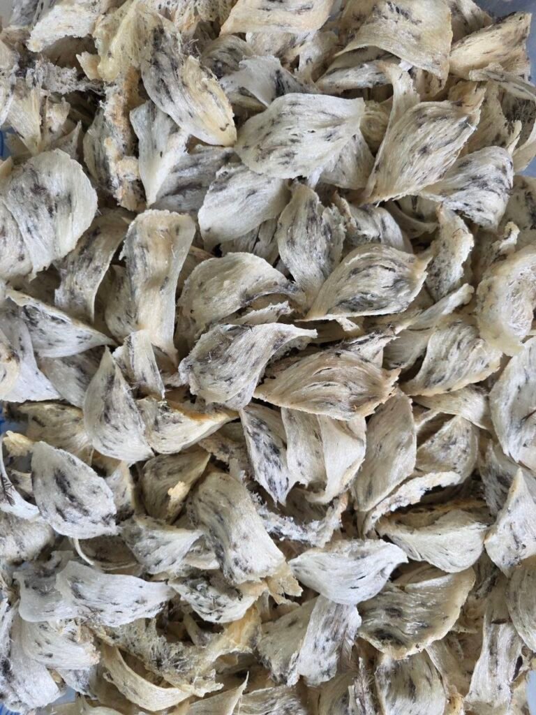 Swiftlet nest Cambodia